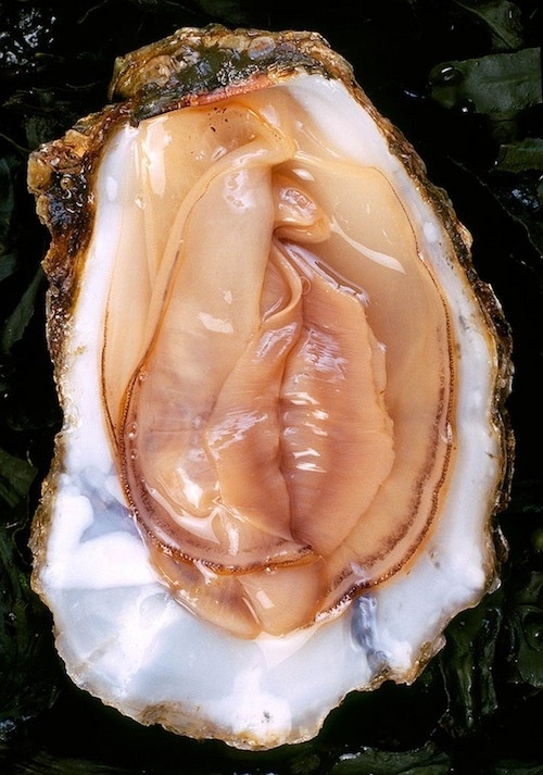 oystervagina.jpg