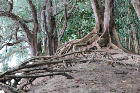 Image result for roots 2 trees"