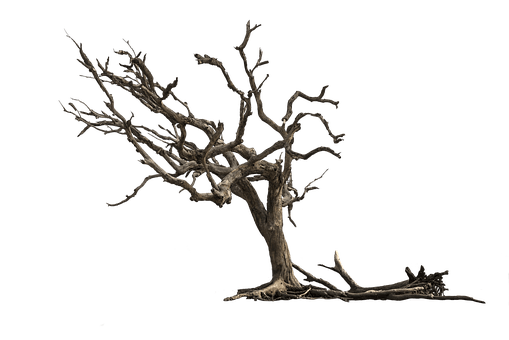 Image result for DEAD TREE"