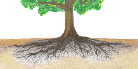 final-tree-for-soil-water