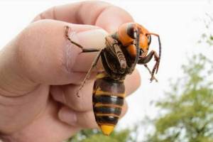 island-insect-expert-says-so-called-murder-hornet-could-arrive-on-pei-_6mbXbcu_large