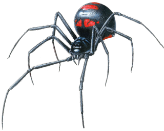 Black-Widow-Spider-Transparent-PNG